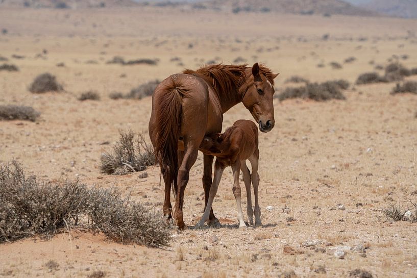 Wild horses in Garub in Namibia, Africa by Patrick Groß