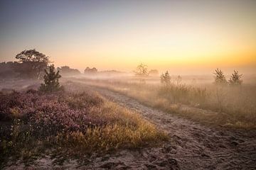 Strabrechtse Heide by Rob Boon