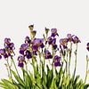 Iris Ensata (Japanische Schwertlilie) von Susan Hol
