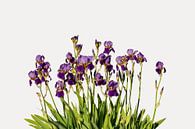 Iris Ensata (Japanese iris) by Susan Hol thumbnail