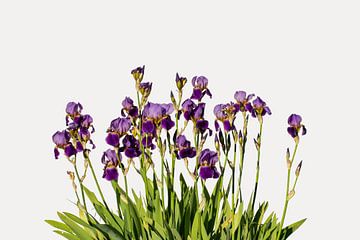 Iris Ensata (Japanische Schwertlilie)
