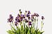 Iris Ensata (iris japonais) sur Susan Hol