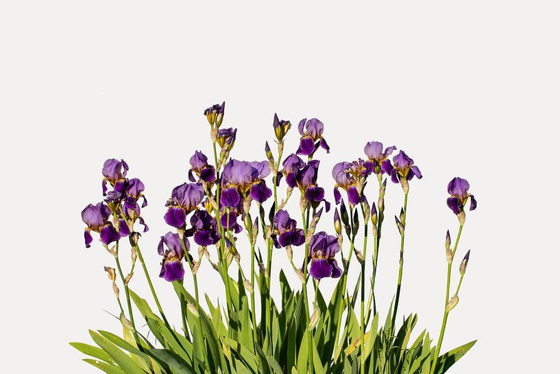 Iris Ensata (Japanse iris) van Susan Hol