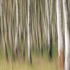 Berkenbos abstract ICM van Vincent Fennis