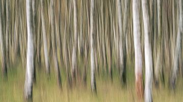 Birch forest abstract ICM by Vincent Fennis