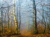Forest in the autumn von brava64 - Gabi Hampe Miniaturansicht