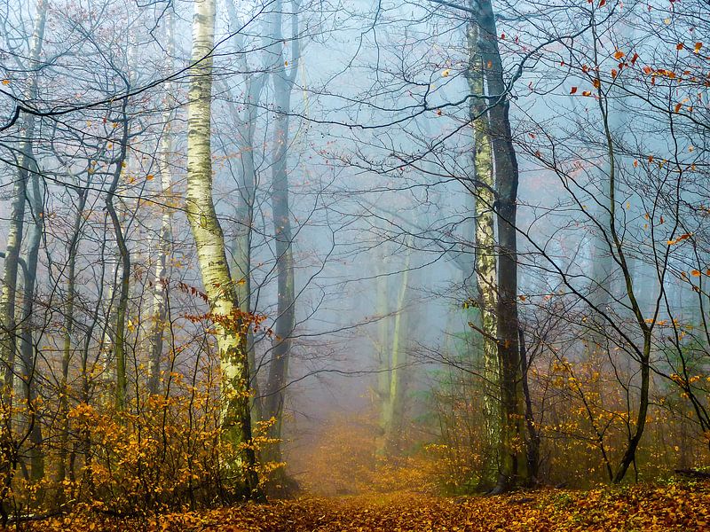 Forest in the autumn par brava64 - Gabi Hampe