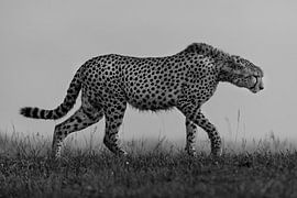 Cheetah walking (Masai Mara, Kenya) by Evert Doorn