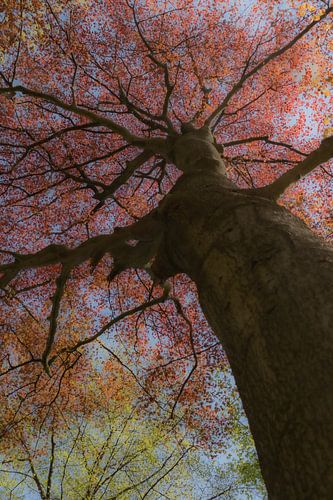La joie du printemps