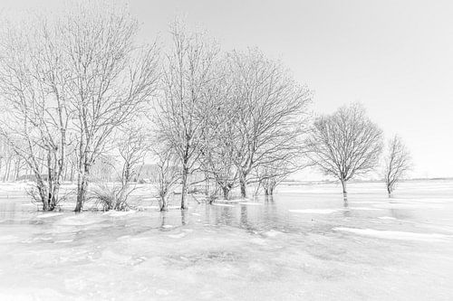winter wonderland dordtse Biesbosch
