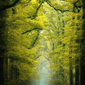 Beautiful path by Antoine van de Laar