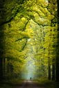 Beautiful path by Antoine van de Laar thumbnail