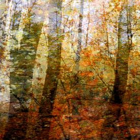 Autumn colours in the forest by Anita Snik-Broeken