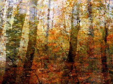 Herfstkleuren in het bos van Anita Snik-Broeken