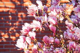 Magnolias in the morning sun by Danny Tchi Photography