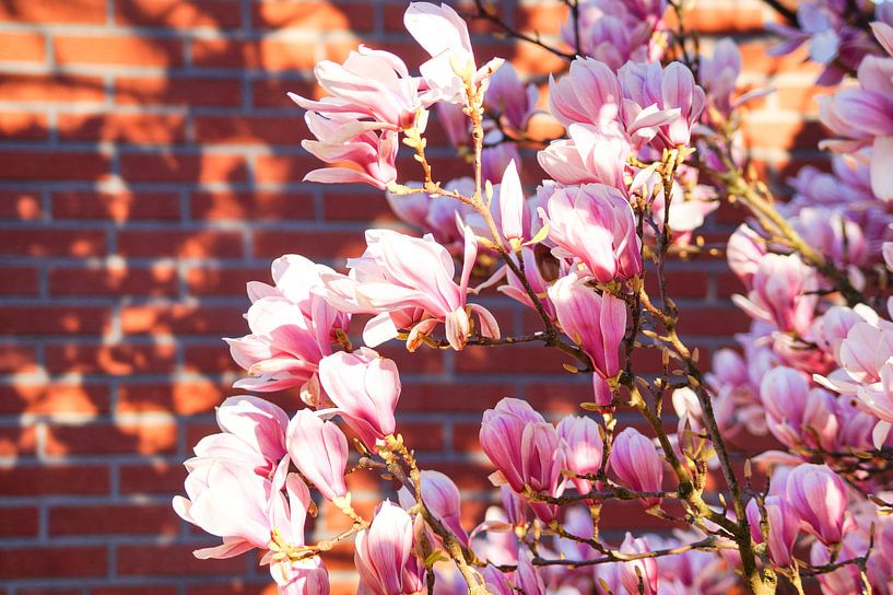 Magnolien in der Morgensonne von Danny Tchi Photography