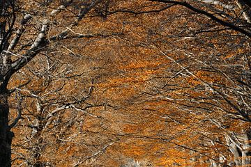 Herbstliche Stille: Ein Wald in voller Farbe