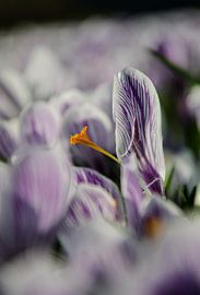 Crocussen von Yvonne van der Meij