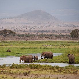 Kenya van José van Hell