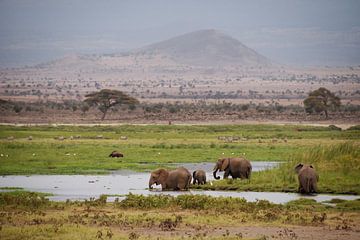 Kenya van José van Hell