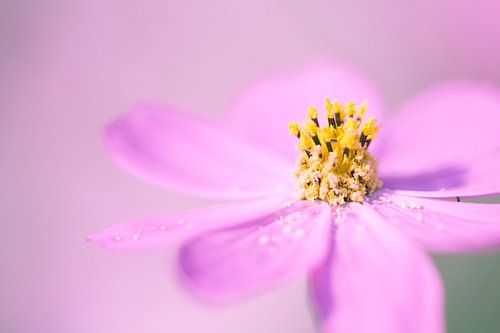 Eine Nahaufnahme einer schönen Cosmea-Blüte