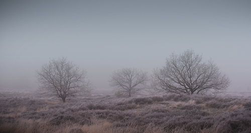 View of the Wonen and Drunense Dunes
