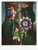 De vierhoekige passiebloem uit The Temple of Flora (1807) van Robert John Thornton.