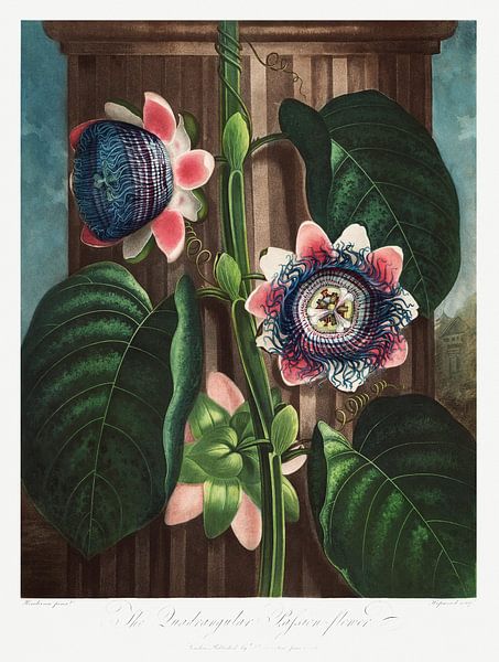 The Quadrangular Passion Flower from The Temple of Flora (1807) by Robert John Thornton. by Frank Zuidam