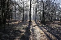 Morning Sun