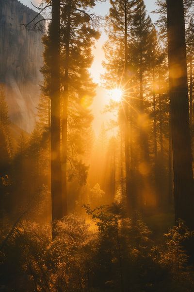 Morgenlicht im Wald von fernlichtsicht