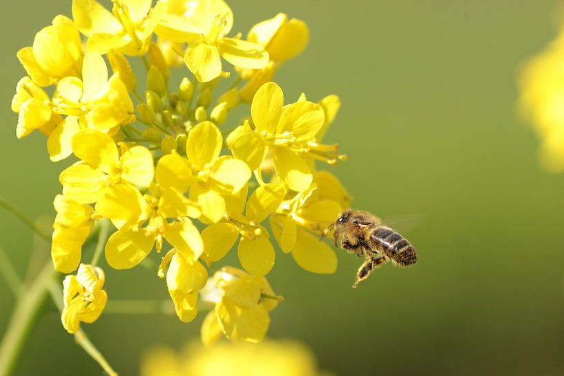 Busy bee by Martijn Buitenkamp