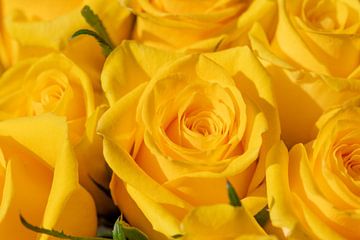 Yellow roses bloom by Jolanda de Jong-Jansen