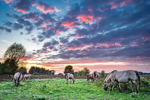 Koniks in de avond