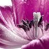Tulp met waterdruppel van Violetta Honkisz