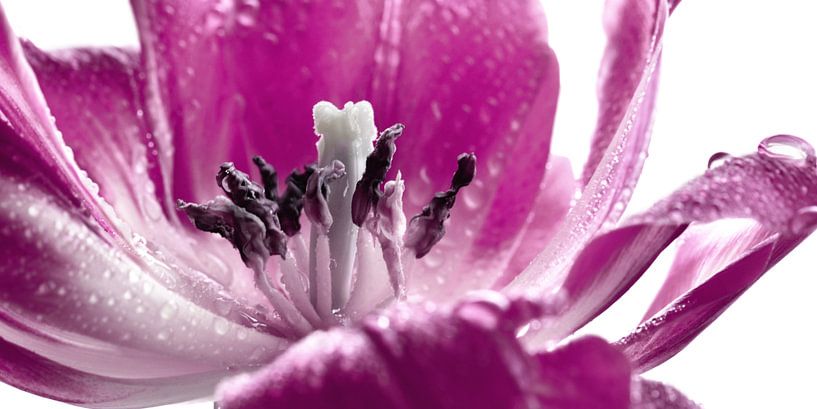 Tulip with water drop by Violetta Honkisz