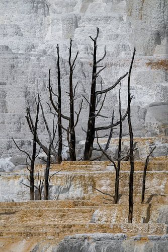 Black trees on ochre and grey