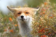 Fox soumis par Arnold van der Horst Aperçu