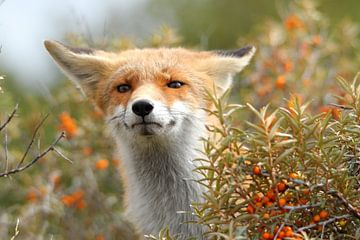Fox submissive by Arnold van der Horst