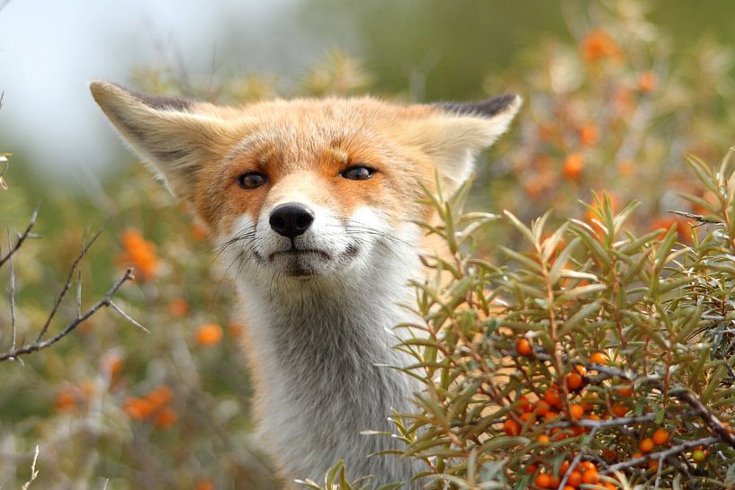 Fox soumis par Arnold van der Horst