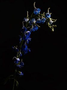 Blue flowers on dark background by Misty Melodies