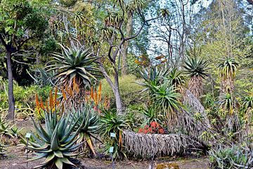 Magnifique jardin botanique à Palerme sur Silva Wischeropp