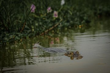 Crocodile makes eye contact, and pink hyacinths by FlashFwd Media