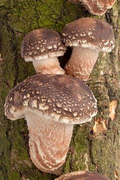 Shiitake paddenstoelen groeien op een boomstam van Frans Rombout