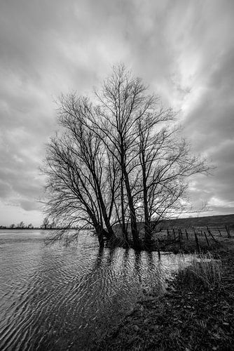 Hoog water in de uiterwaarden van de rivier de Lek.