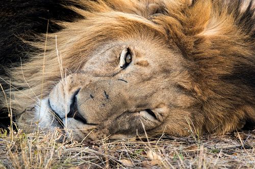 Male Lion South Africa HESC