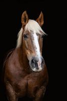 Noriker horse