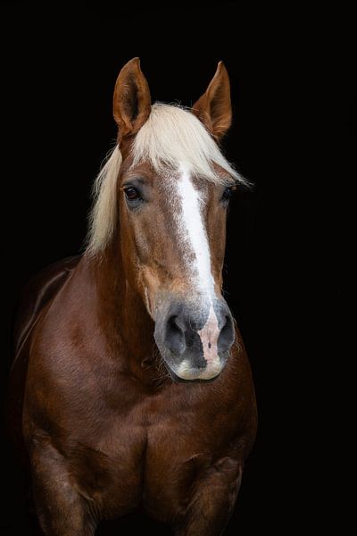 Noriker horse by Jaimy Michelle Photography