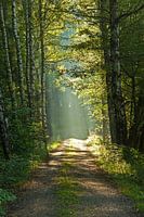 Ver in het licht