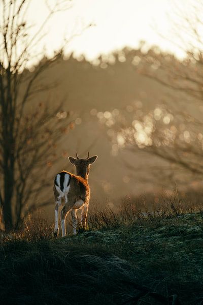 Herbstliche Morgenruhe mit einem Damwild von Dave Adriaanse - Photography