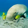 Ein Dugong  weidet im Seegras begleitet von Gold-Makrele von Norbert Probst